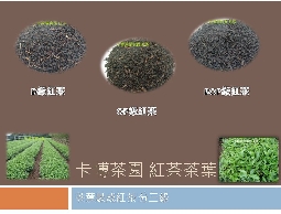 泡沫紅茶.茶葉批發.營業用茶葉.紅茶批發