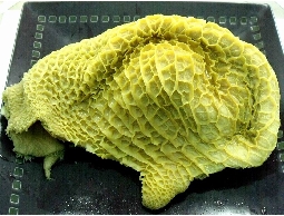 冷凍食品(肉品.火鍋料.海鮮)