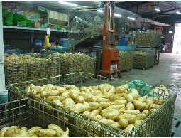 佳味地瓜批發~碳烤地瓜用地瓜~炸薯條用地瓜~碳...
