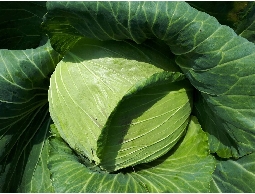 專 營:美生菜、高山嫩豆苗、高麗菜.........